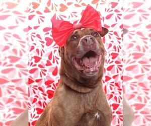 *BERTHA - Female Mastador Dog for Adoption - Photo #2