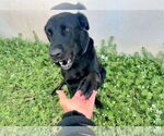 Small #8 Labrador Retriever