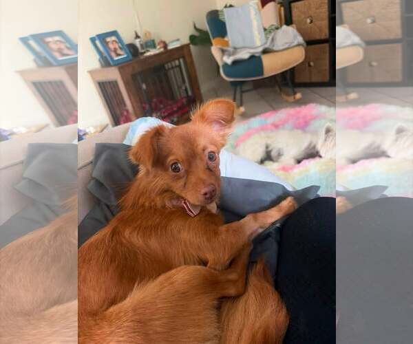 Medium Photo #2 Chihuahua-Unknown Mix Puppy For Sale in Katy, TX, USA