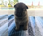 Small Photo #8 German Shepherd Dog Puppy For Sale in ROSHARON, TX, USA