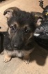 Small Photo #2 German Shepherd Dog Puppy For Sale in FALCON, CO, USA