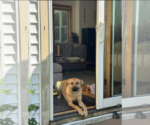 Medium Photo #5 Black Mouth Cur-Unknown Mix Puppy For Sale in Boston, MA, USA