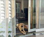 Small #4 Black Mouth Cur Mix