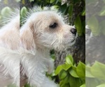 Small Mauzer-Poodle (Toy) Mix
