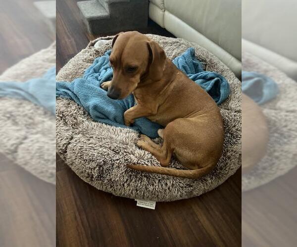 Medium Photo #2 Doxle Puppy For Sale in Los Angeles, CA, USA