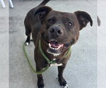 Small #1 American Staffordshire Terrier Mix