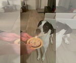 Small #1 Great Dane