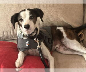 JACK #11 - Male Jack-Rat Terrier Dog for Adoption - Photo #2