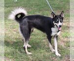 Small Photo #2 Huskies -Unknown Mix Puppy For Sale in Bandera, TX, USA