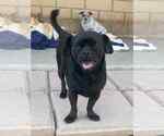 Small Pug Mix