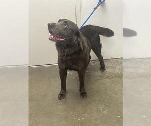 Labrador Retriever Dogs for adoption in Rosenberg, TX, USA