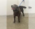 Small Labrador Retriever