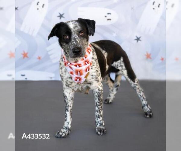Medium Photo #1 Mutt Puppy For Sale in Conroe, TX, USA