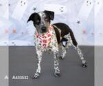 JOBELLE - Female Mutt Dog for Adoption - Small photo