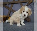 Small Photo #2 Bernedoodle-Poodle (Miniature) Mix Puppy For Sale in SUNBURY, PA, USA