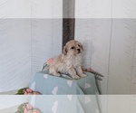 Small Photo #22 Cockapoo (Toy) Puppy For Sale in GOSHEN, IN, USA