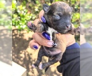 Rat Terrier-Unknown Mix Dogs for adoption in Houston, TX, USA