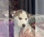 Puppy Latte Siberian Husky