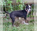 Small #3 Feist Terrier Mix