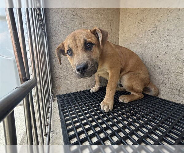 Medium Photo #1 Mutt Puppy For Sale in Oklahoma City, OK, USA