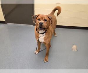 Mastiff Dogs for adoption in Denver, CO, USA