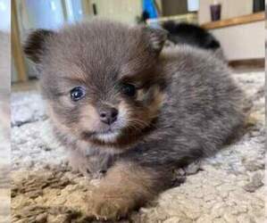 Pomeranian Puppy for sale in VERADALE, WA, USA