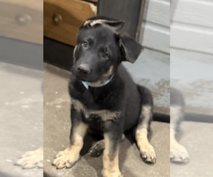 German Shepherd Dog Puppy for sale in BRIGHTON, CO, USA