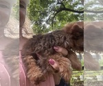 Small #9 Yorkshire Terrier