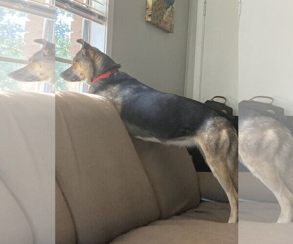 Medium Photo #3 Aussie Siberian Puppy For Sale in Gulfport, MI, USA