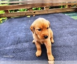 Small #5 Golden Retriever