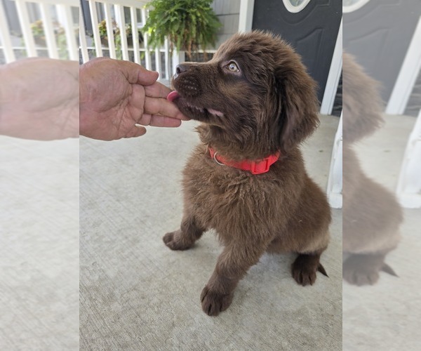 Medium Photo #6 Newfoundland Puppy For Sale in TILTON, IL, USA