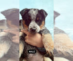 Small Photo #3 Australian Cattle Dog Puppy For Sale in ARLINGTON, WA, USA