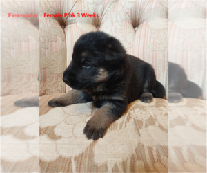 German Shepherd Dog Puppy for sale in BUSHNELL, FL, USA