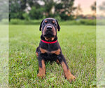 Puppy Black Female Doberman Pinscher