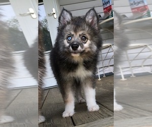 Pomsky Puppy for sale in SAVOY, MA, USA