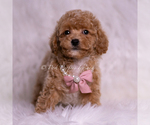 Small #4 Maltipoo (Toy)