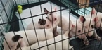 Small Photo #55 Bull Terrier Puppy For Sale in JACKSON, MI, USA