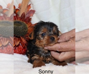 Yorkshire Terrier Puppy for sale in LOVELY, KY, USA