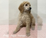 Puppy Pepa Poodle (Standard)