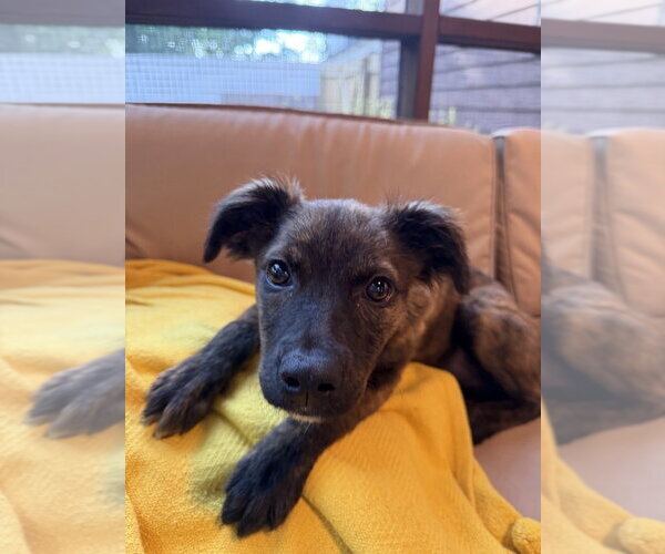 Medium Photo #3 Mutt Puppy For Sale in Mooresville, NC, USA