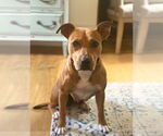 Small #1 American Staffordshire Terrier Mix