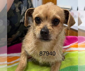 Chihuahua-Unknown Mix Dogs for adoption in Chico, CA, USA