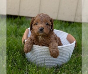 Cocker Spaniel-Poodle (Miniature) Mix Puppy for sale in FREDERICKSBG, OH, USA