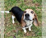Small Photo #1 Beagle Puppy For Sale in Valrico, FL, USA