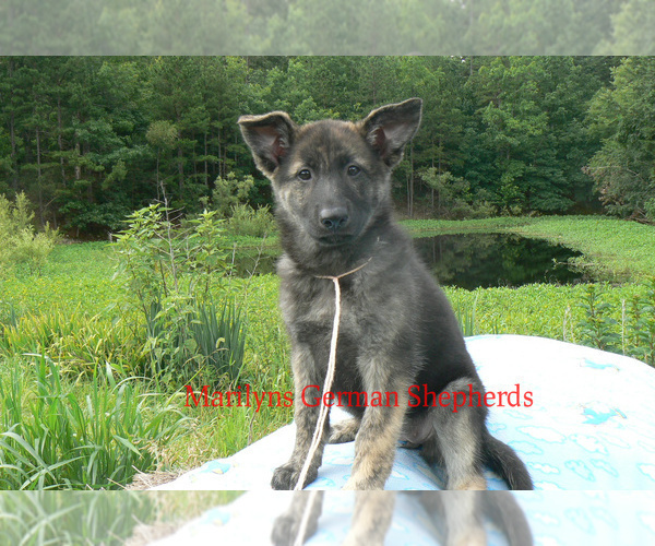 Medium Photo #2 German Shepherd Dog Puppy For Sale in PIEDMONT, MO, USA