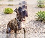 Small Photo #3 Presa Canario Puppy For Sale in Goodyear, AZ, USA