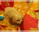 Small #1 F2 Aussiedoodle