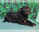 Small #2 Bulldog Mix