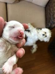 Maltipoo Puppy for sale in JOLIET, IL, USA