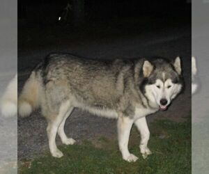 Father of the Alaskan Malamute puppies born on 07/10/2025